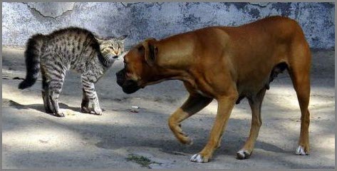 Собака издалека смотрит на кошку