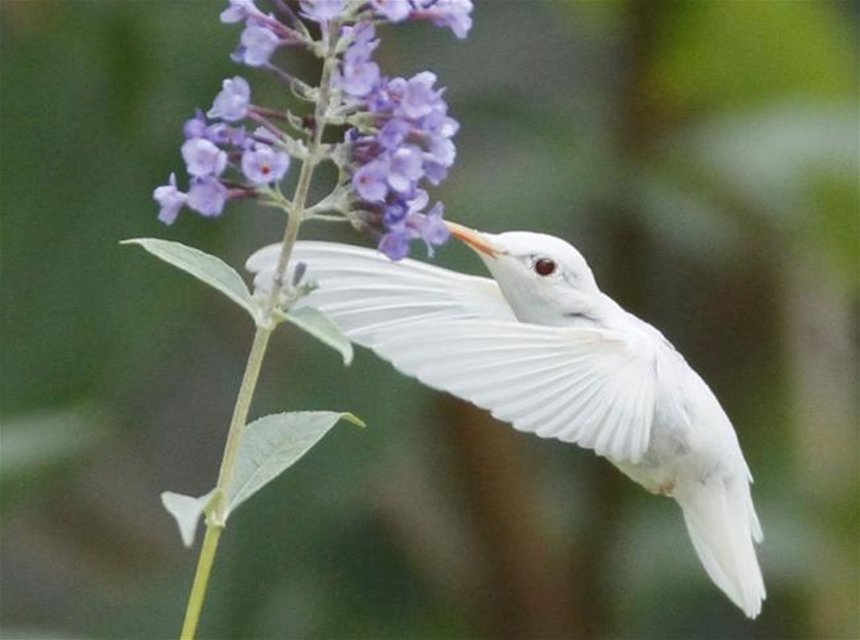 альбинос 41