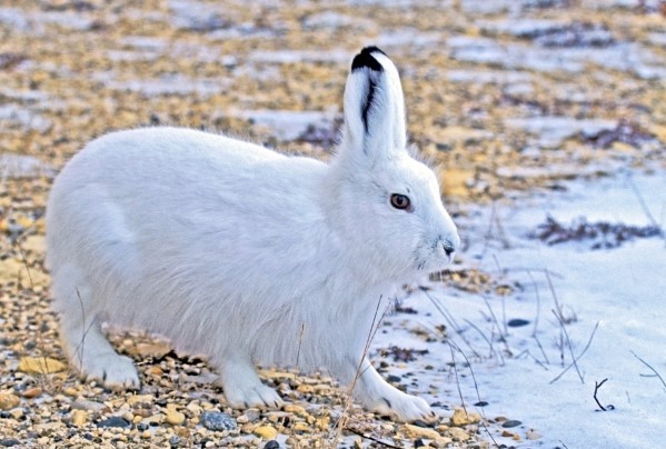 Арктический беляк 