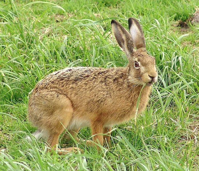 Русак (Lepus europaeus)