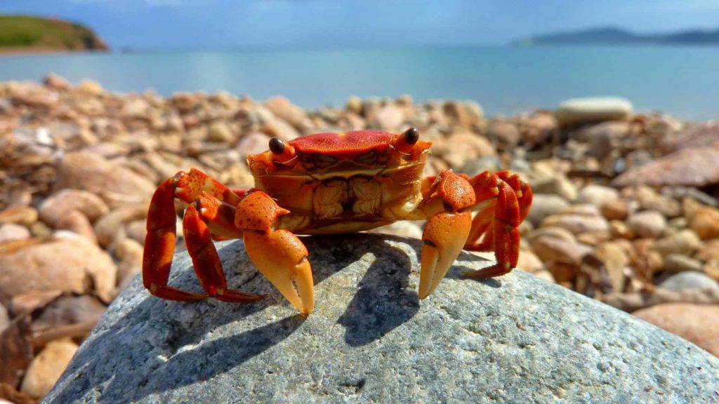 Камчатский краб 6