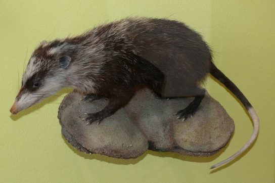 гимнура