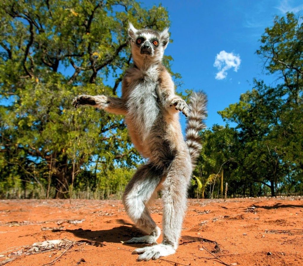 Смешной лемур 8 Funny lemur 8
