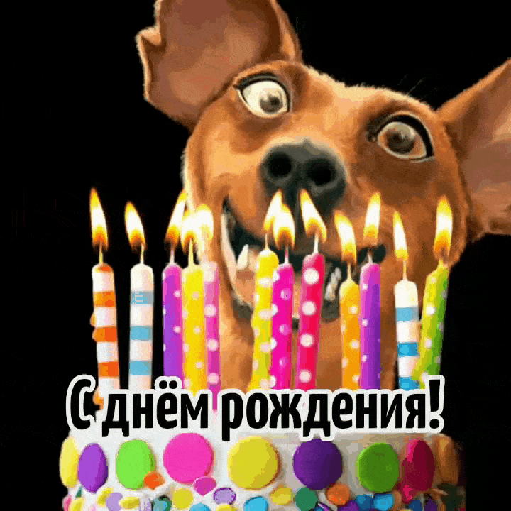 Анимация сабака