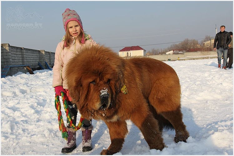 Собака мастиф