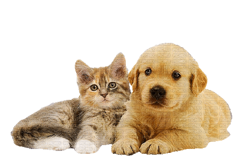 кошечка с собачкой